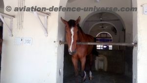 An Indian Army President's Body Guard horse at the stable in  Rashtrapati Bhawan.