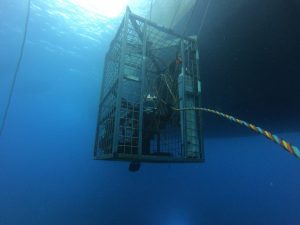 sunken Mauritian TUG