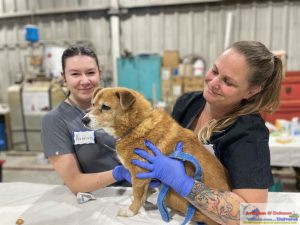  volunteer vet mission